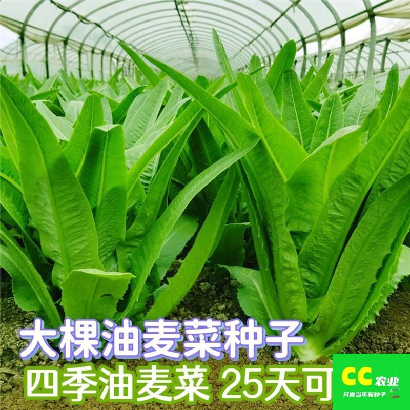 油麦菜种子四季籽菜秋冬