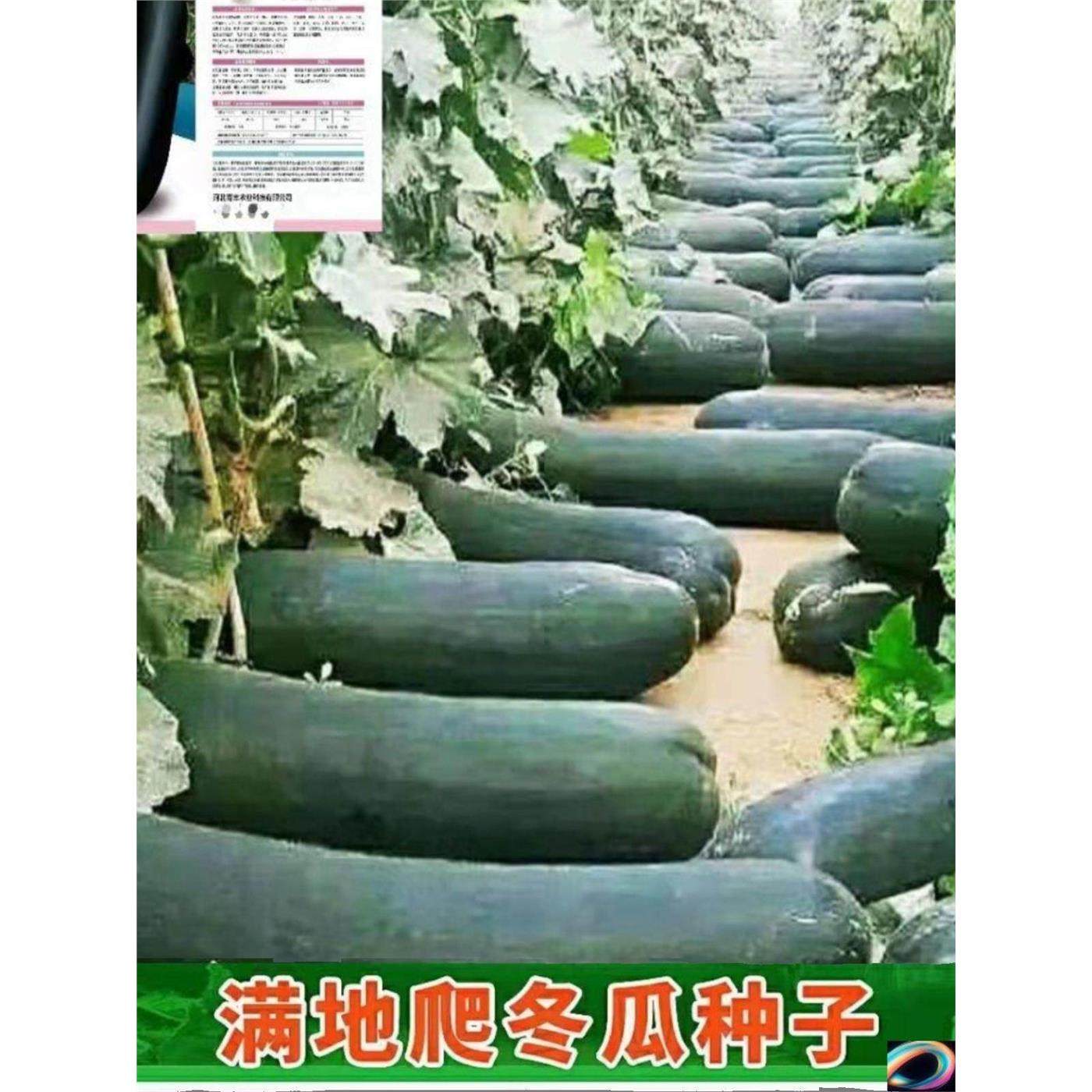 满地爬特大巨型黑皮冬瓜种子高产大冬瓜四季盆栽阳台蔬菜种子,农用物资,蔬菜种子/种苗,淘宝优惠券,粉丝福利购,淘宝优惠卷