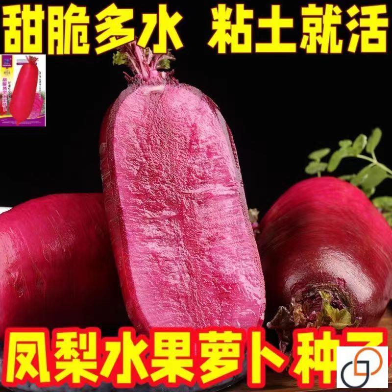 正宗红心凤梨水果萝卜高产生吃超甜特甜春秋夏季四季蔬菜耐热