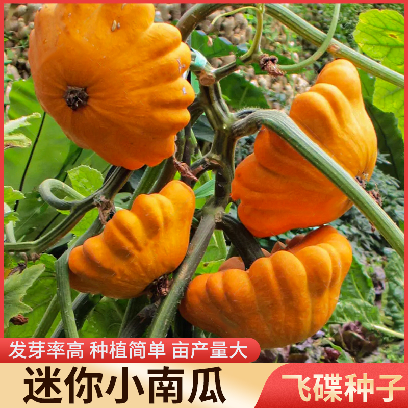 飞碟瓜种子蝶形籽玩具黄