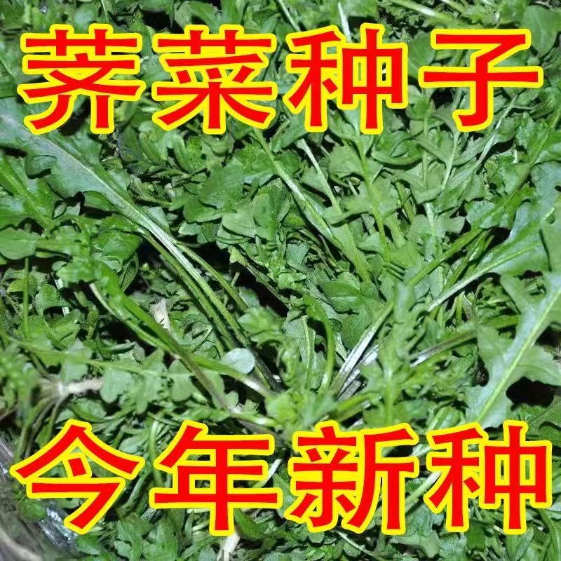 野生荠荠菜种子农家大叶