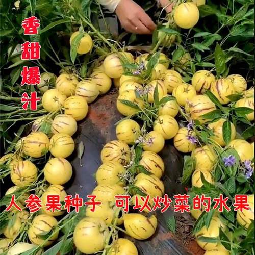 人参果种子特色水四季播