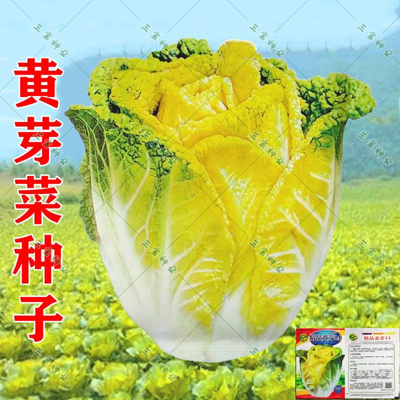 黄芽14大白菜种子黄心耐