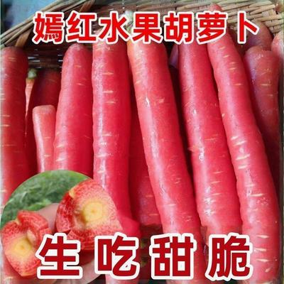 【新种上市】水果胡萝卜