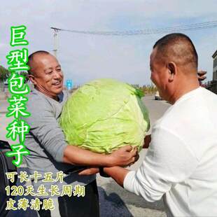 包菜种子春种紫甘蓝菜种子卷心菜籽养生菜孢子甘蓝种蔬菜种孑高产