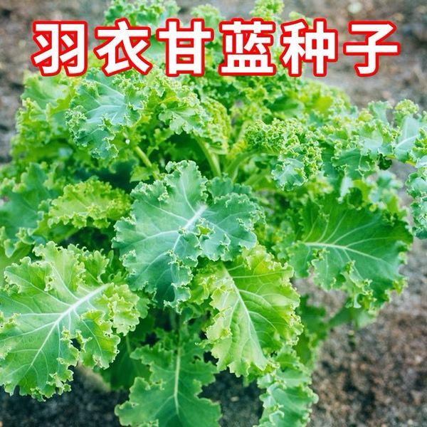 羽衣甘蓝种子四季阳台耐