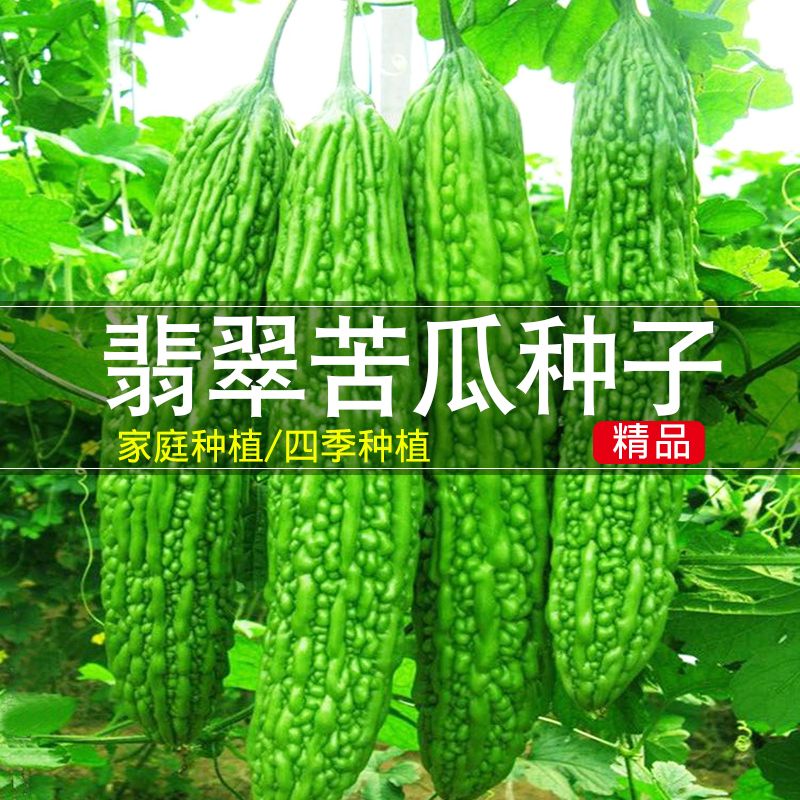 春季苦瓜种子长绿苦瓜油绿苦瓜种籽种易种蔬菜种子家庭阳台盆栽种