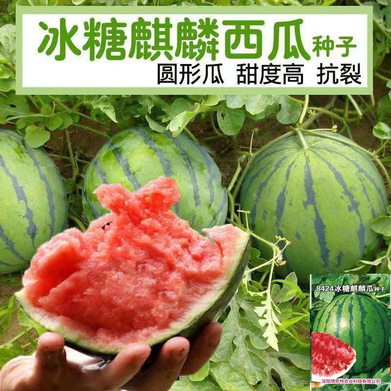 瓜果种子豆角蔬菜8424西