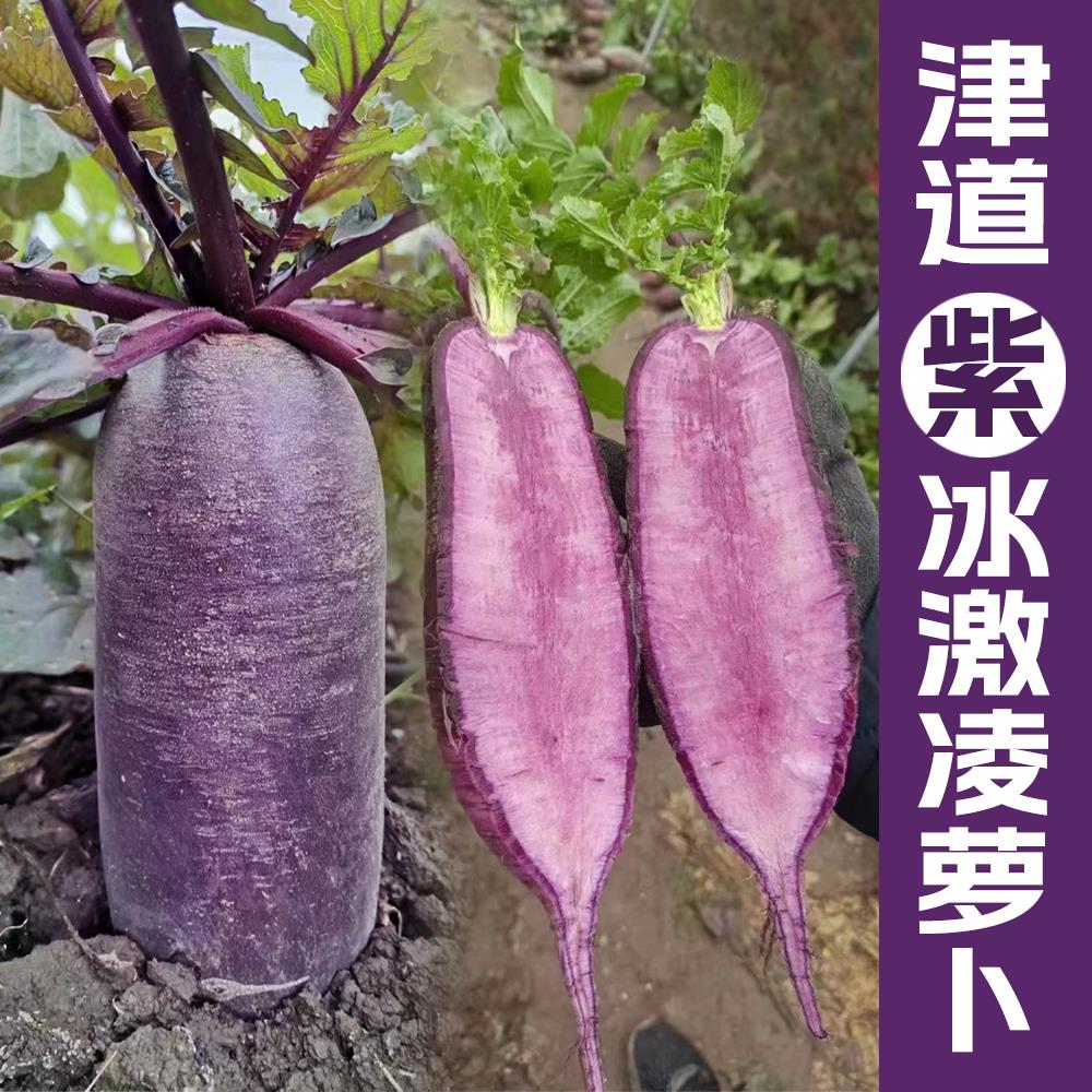 津道水果萝卜种子甜脆糖