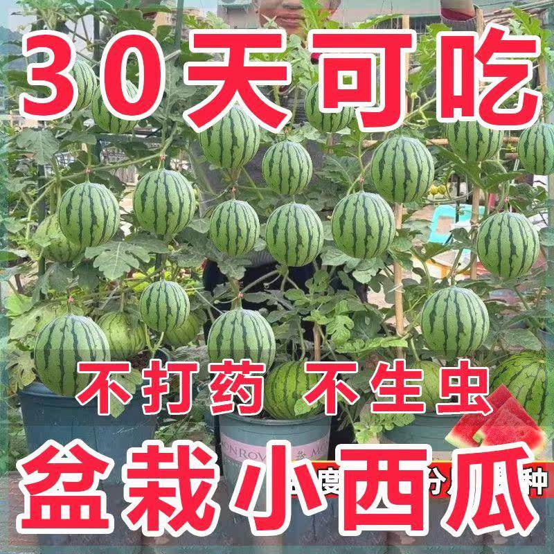 超甜蜂蜜小西瓜种子红玉无籽小西瓜四季种植阳台庭院盆栽水果种子,农用物资,蔬菜种子/种苗,淘宝优惠券,粉丝福利购,淘宝优惠卷