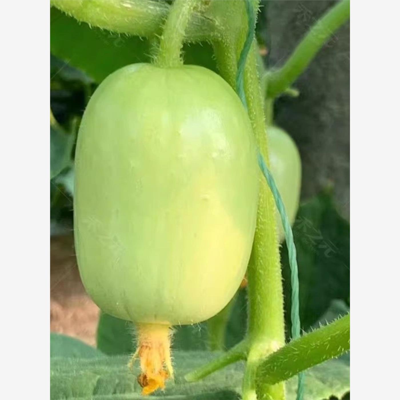 玉女黄瓜种子拇指金童迷