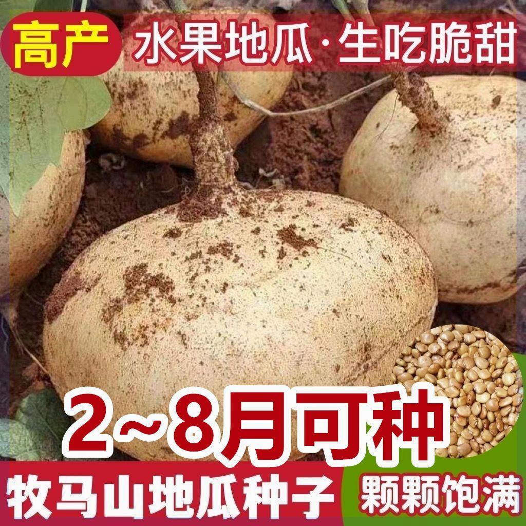 【新种到了】凉薯白地瓜种子牧马山地瓜早熟高产水果地瓜沙葛凉瓜