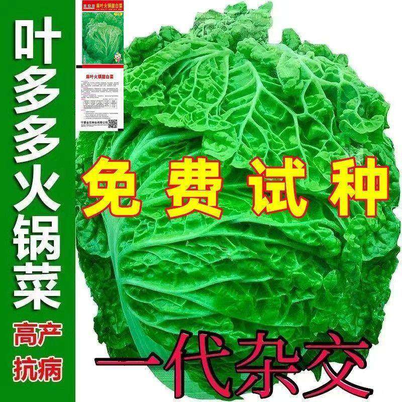 火锅白菜种子叶多无筋高产抗病秋季大田耐贮耐运麻叶大白菜蔬菜种,农用物资,蔬菜种子/种苗,淘宝优惠券,粉丝福利购,淘宝优惠卷