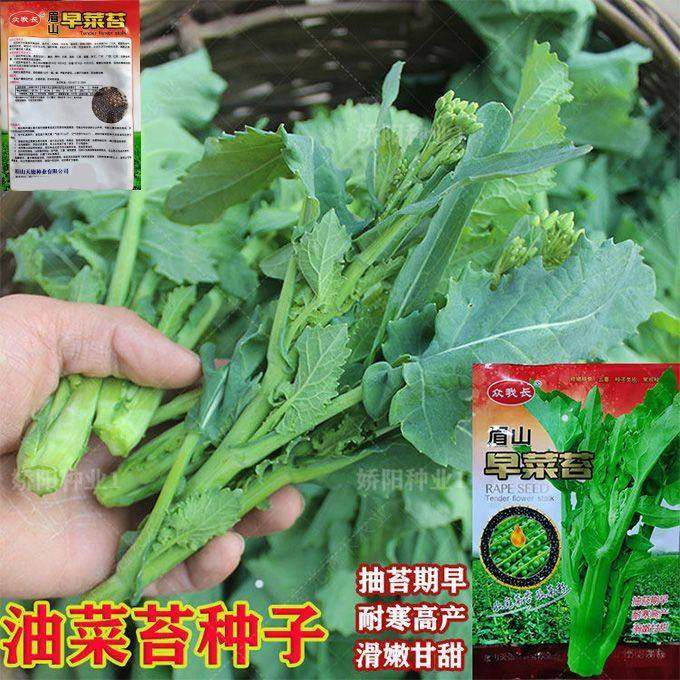 油菜苔油菜一年四季小油菜籽早熟耐寒高产油春秋蔬菜,农用物资,蔬菜种子/种苗,淘宝优惠券,粉丝福利购,淘宝优惠卷
