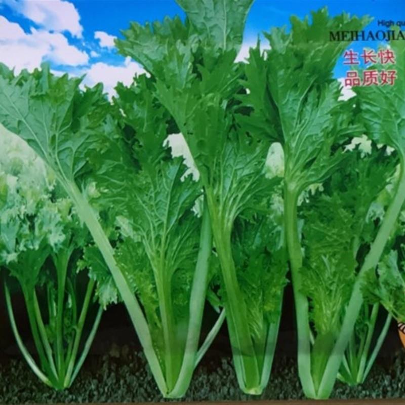 四季蔬菜种子香叶饺芥籽