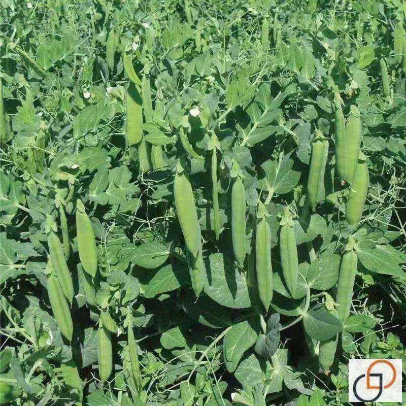甜豌豆种子高产蔬菜种子四季青豌豆尖荷兰豆水果型可生吃种籽耐寒,农用物资,蔬菜种子/种苗,淘宝优惠券,粉丝福利购,淘宝优惠卷