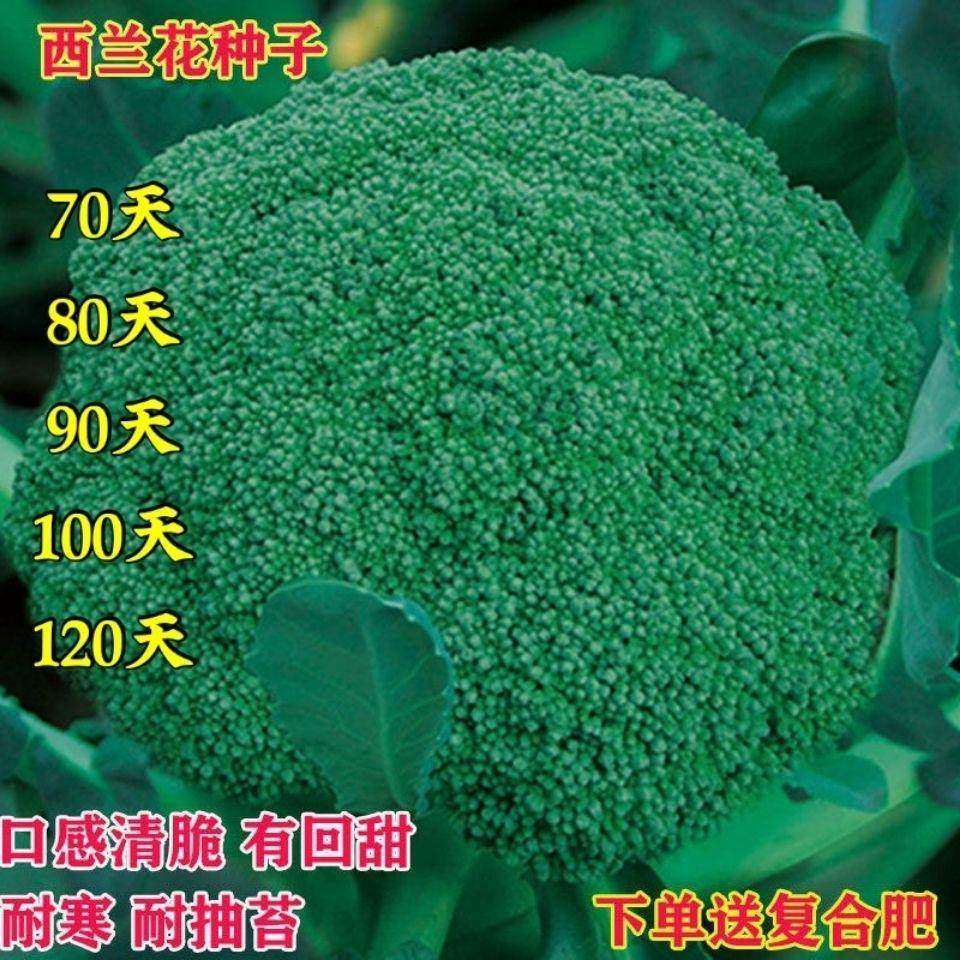「西兰花种子」高产四季耐寒易种绿菜花青花椰菜庭院菜园蔬菜种子,农用物资,蔬菜种子/种苗,淘宝优惠券,粉丝福利购,淘宝优惠卷