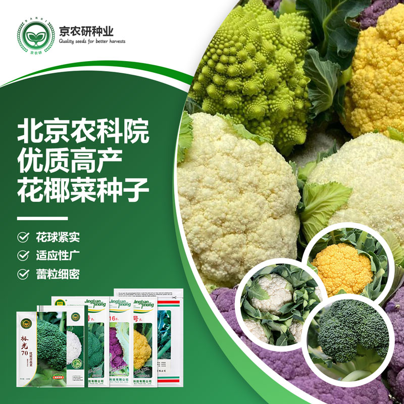 农科院西蓝花蔬菜种子西兰花种子橙花菜花菜松花菜种子宝塔花菜籽