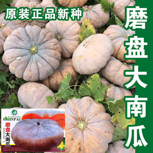 磨盘大南瓜种子特甜超面