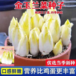 金玉兰菜种子菊苣菜欧洲王子菜营养软化菊苣多年生四季蔬菜种籽苗