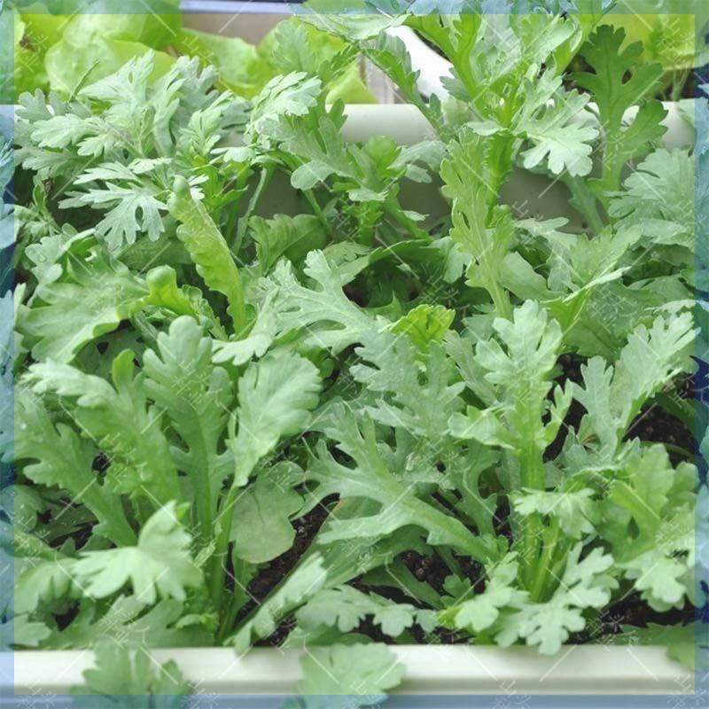 四季种植蔬菜种子花叶茼蒿种子耐热耐寒清香茼蒿菜种子露天盆栽,农用物资,蔬菜种子/种苗,淘宝优惠券,粉丝福利购,淘宝优惠卷