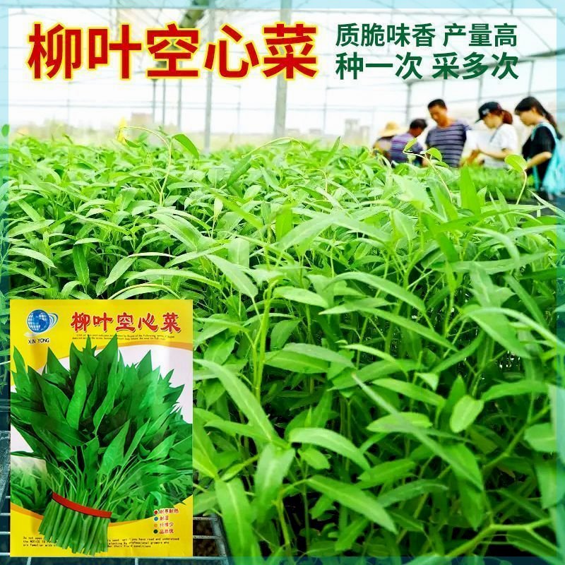 四季空心菜种子小叶大叶
