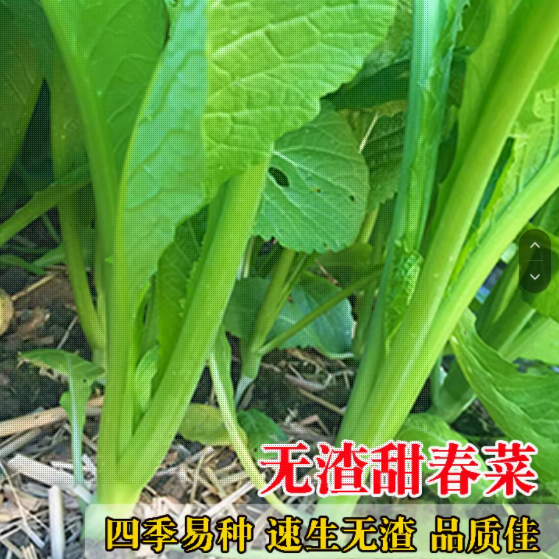 春菜种子小苦菜种籽小芥菜阳台盆栽四季播耐寒春秋季菜园蔬菜种籽