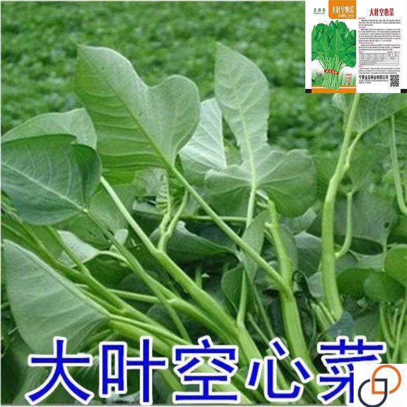 空心菜种子大叶空心菜的种子四季播种阳台盆栽圆叶蔬菜青梗可水培,农用物资,蔬菜种子/种苗,淘宝优惠券,粉丝福利购,淘宝优惠卷