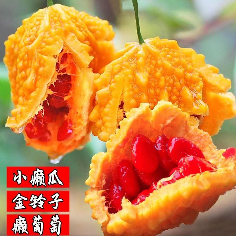 水果小癞瓜香甜金铃子赖葡萄种子四季种子庭院蔬菜种子籽爬藤高产