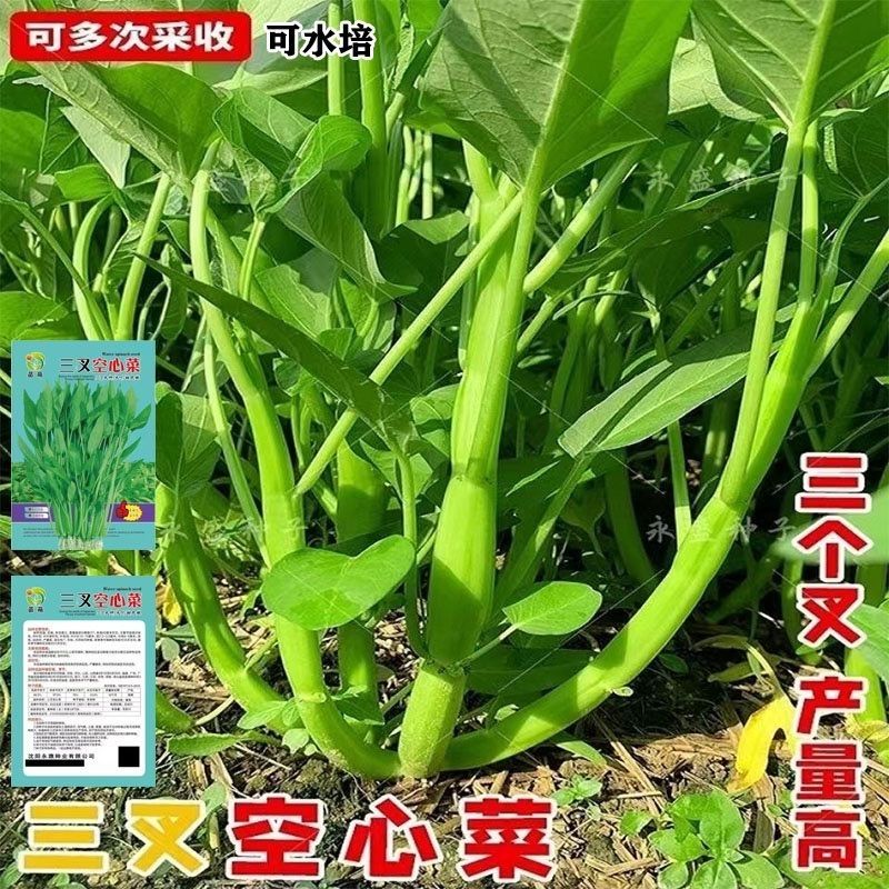 三叉空心菜种籽通子四季