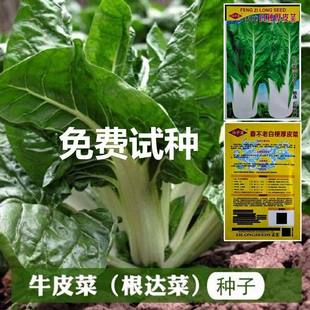 牛皮菜种子根达菜厚皮菜厚合菜南方甜菜四季蔬菜籽易种高产抗病