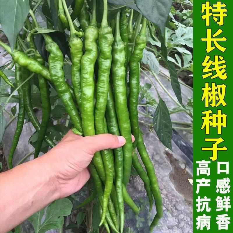 超长香辣线椒种子薄皮特长春秋高产早熟种籽阳台四季辣椒蔬菜种孑