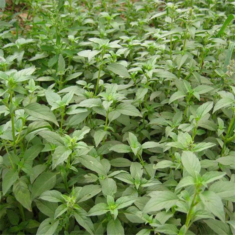 蔬菜种子荆芥菜新鲜河南大叶荆芥菜精菜茎芥菜新鲜非荆芥种籽