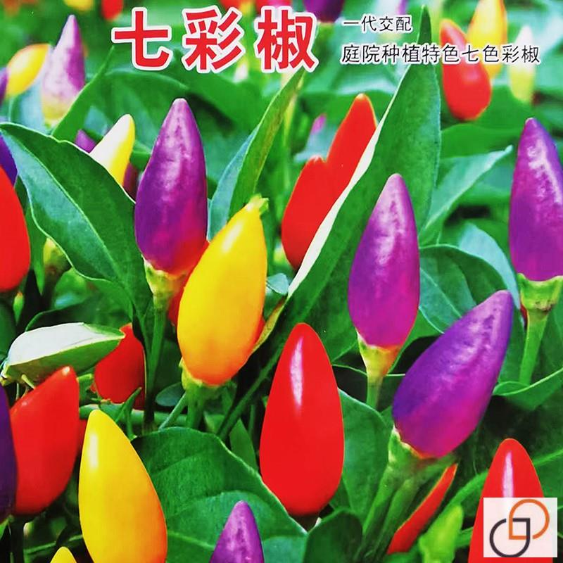 七彩辣椒种子农家蔬菜阳