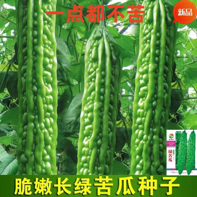 苦瓜种子长款长绿苦瓜种子四季抗病耐寒特大苦瓜种籽蔬菜种子大全