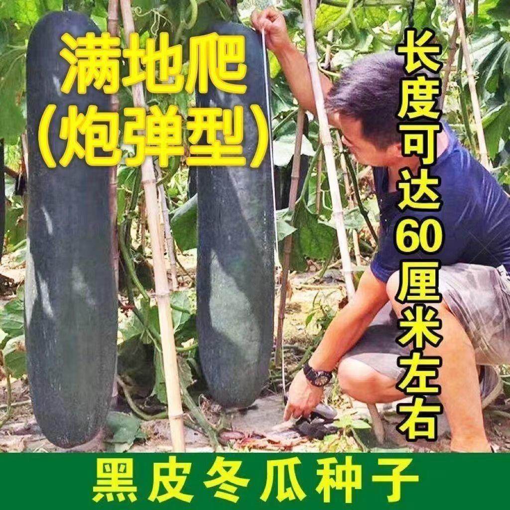 满地爬炮弹冬瓜种子特大巨型黑皮冬瓜种籽高阳台春秋四季蔬菜种子