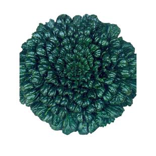 冬天乌塌菜种子子黄心乌秋冬季可种植乌塔籽种蔬菜种籽孑菜籽菜种