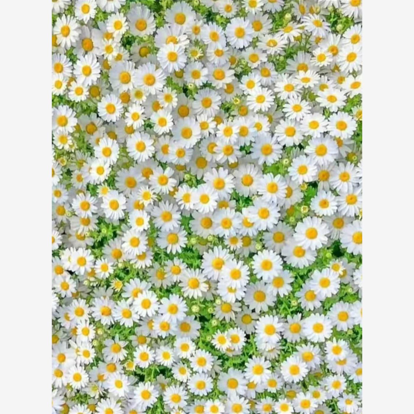 洋甘菊种子四季植物开花易活室内外盆栽花卉白晶菊小雏菊花种籽子