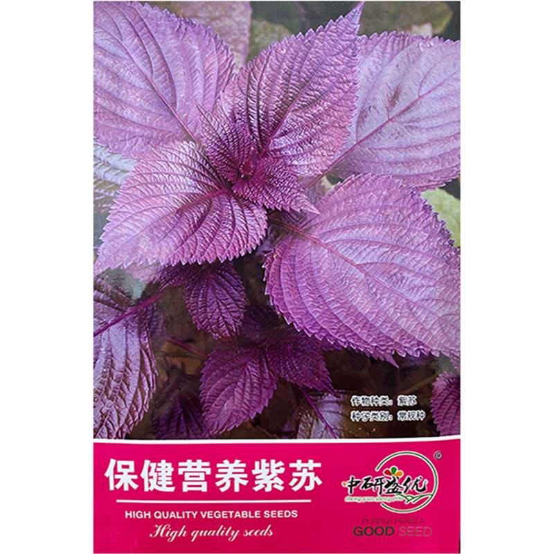 研优紫苏种子 四季菜园农家阳台盆栽特色苏子菜种子 易种蔬菜孑
