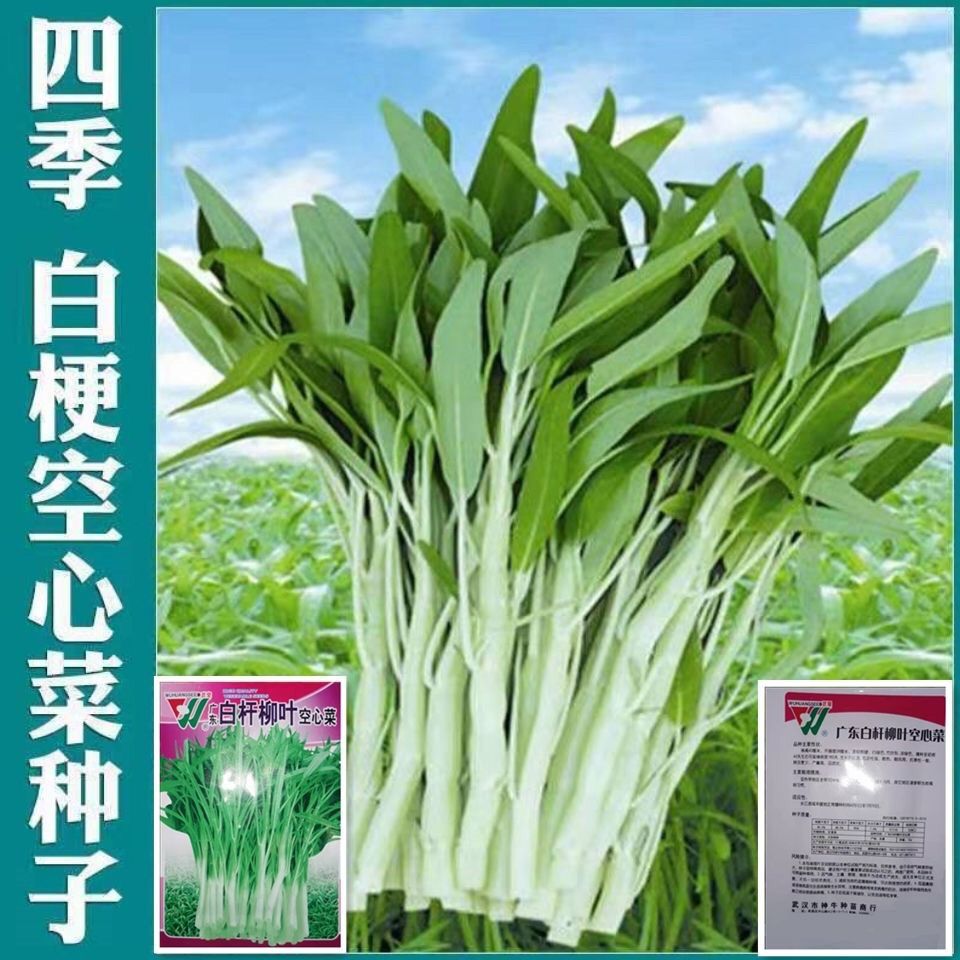 白梗空心菜种子高产小柳叶空心菜籽白根白骨四季播蔬菜阳台盆栽孑