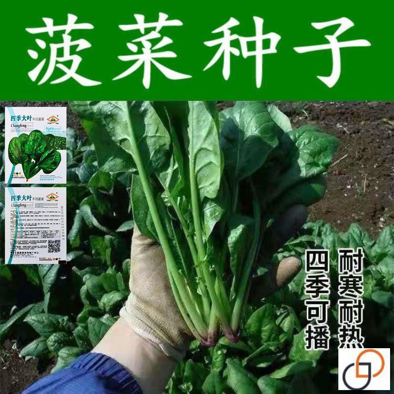 菠菜种子速生大叶菠菜籽高产小叶耐热耐寒菠菜种籽四季蔬菜种子籽
