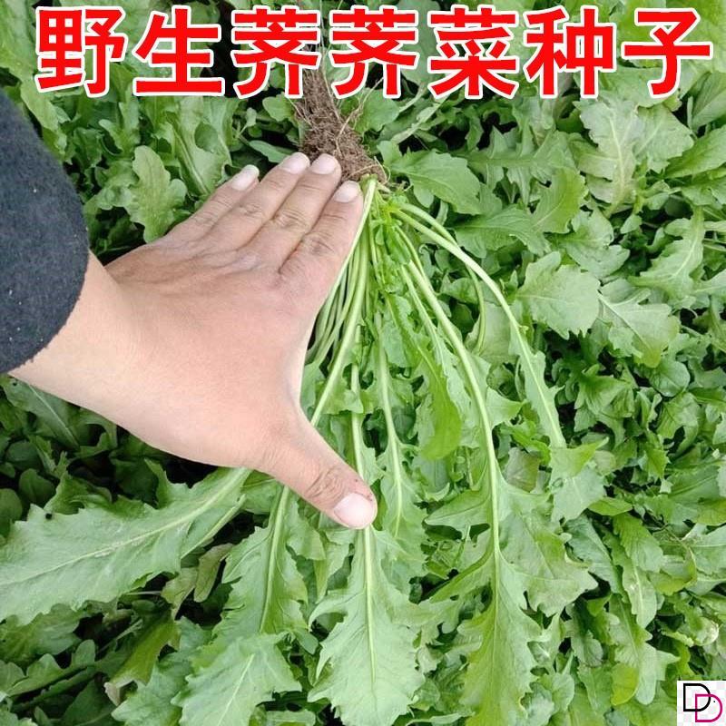 天然野生荠荠菜种籽特色农家老品种保健养生野菜芨芨菜种子孑
