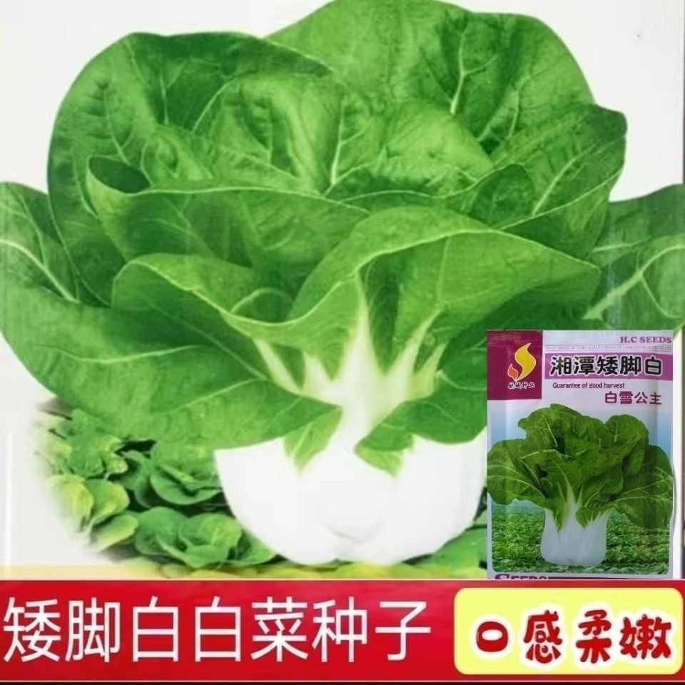 新种到啦】白雪公主奶白菜矮脚奶油味小白菜种籽蔬菜种子大全