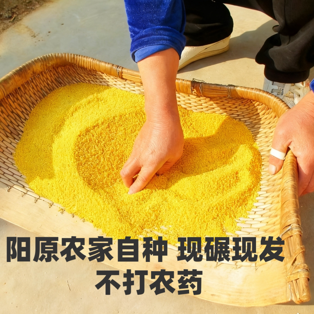 阳原黄小米新米500g农家自产脂米小米粥小黄米五谷杂粮优质软糯