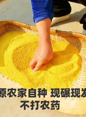 阳原黄小米新米500g农家自产脂米小米粥小黄米五谷杂粮优质软糯