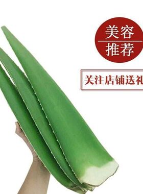aloe vera leaves edible beauty aloe fresh leaf irri