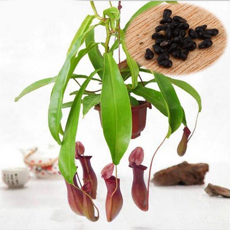 20pcs/pack seeds pitcher plant purpurea foliage carnivorous