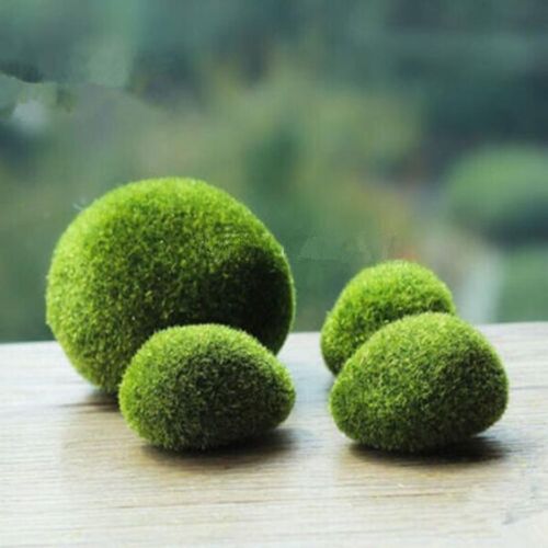 2016 hot sales new aquaum  suspension grass stones moss
