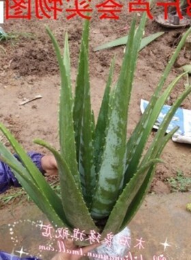 Aloe potted aloe plant aloe vera aloe beauty aloe aloe edibl