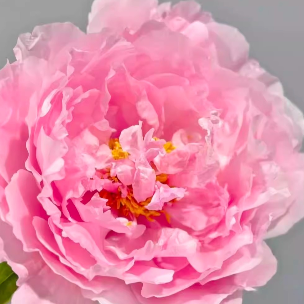 桃红翡翠洛阳观赏牡丹